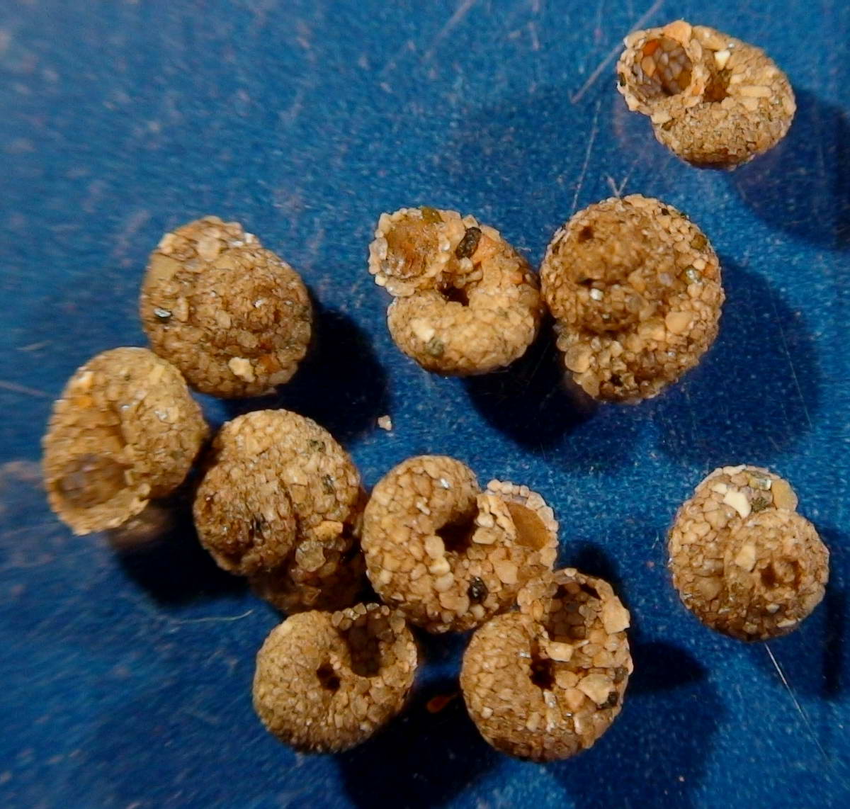 Conchiglie di sabbia